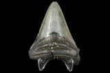 Bargain, 4.19" Fossil Megalodon Tooth - South Carolina - #130707-2